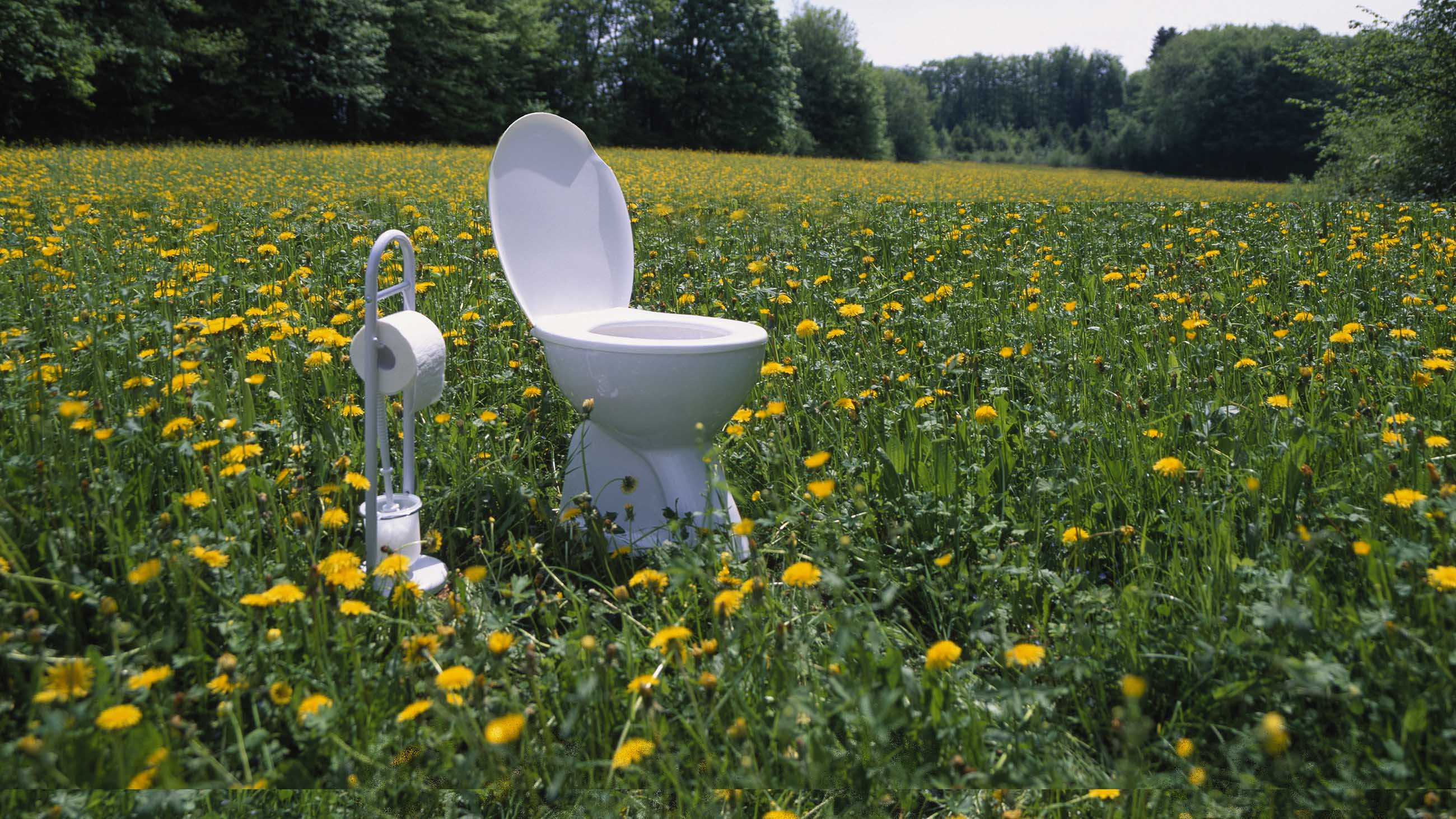 Toilet and toilet paper holder in field of dandelions