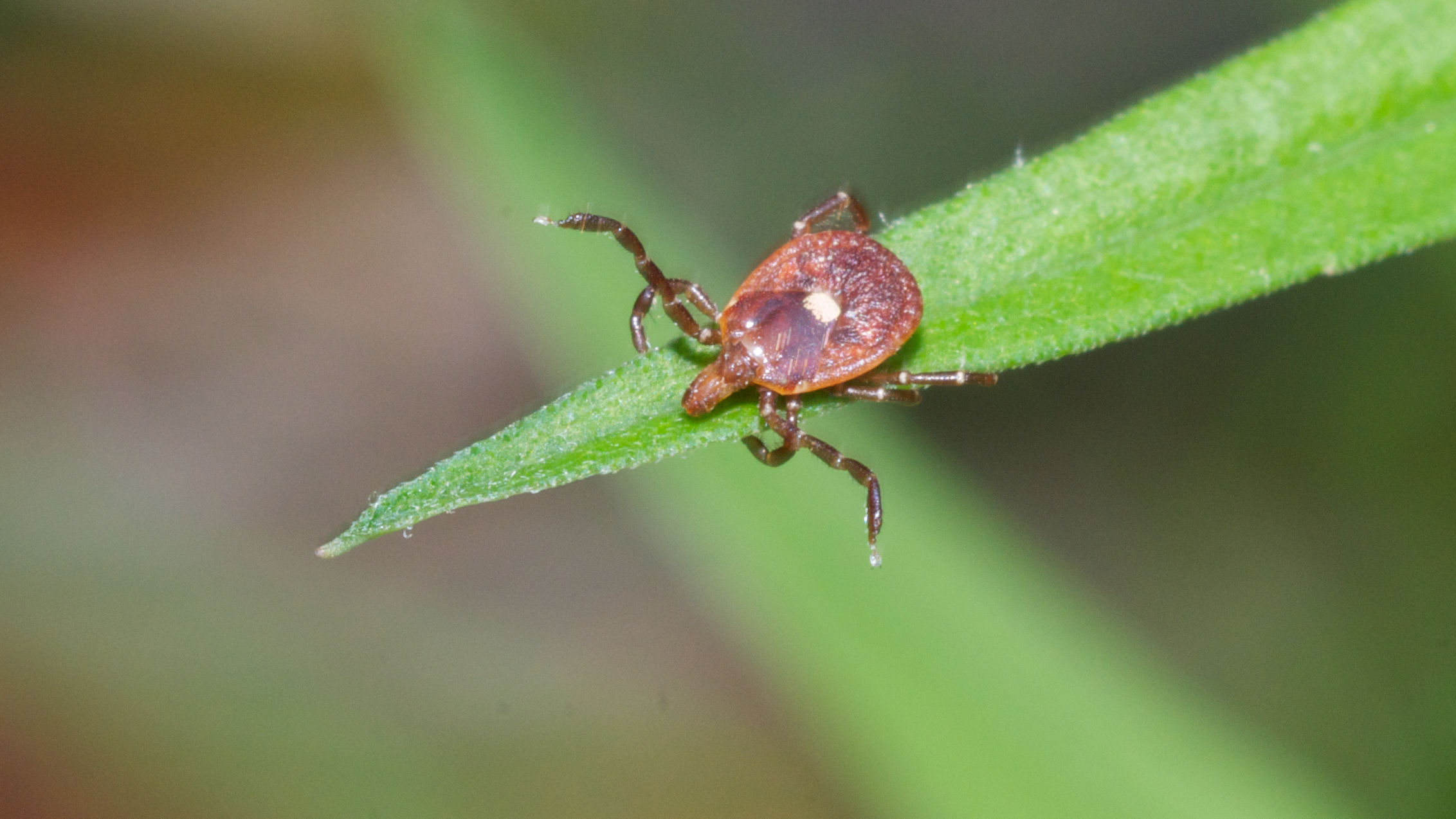 A female lone star tick perched on a blade of grass waits, with her legs outstretched, for a host to pass by and make contact. Such "questing" behavior also allows these ticks to home in on sources of carbon dioxide — like humans.