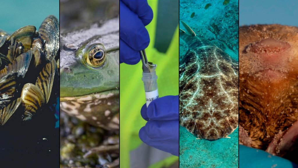 a 5-panel image showing, from left to right, freshwater mussels, an American bullfrog, a test tube, an angel shark, and a golden mole.