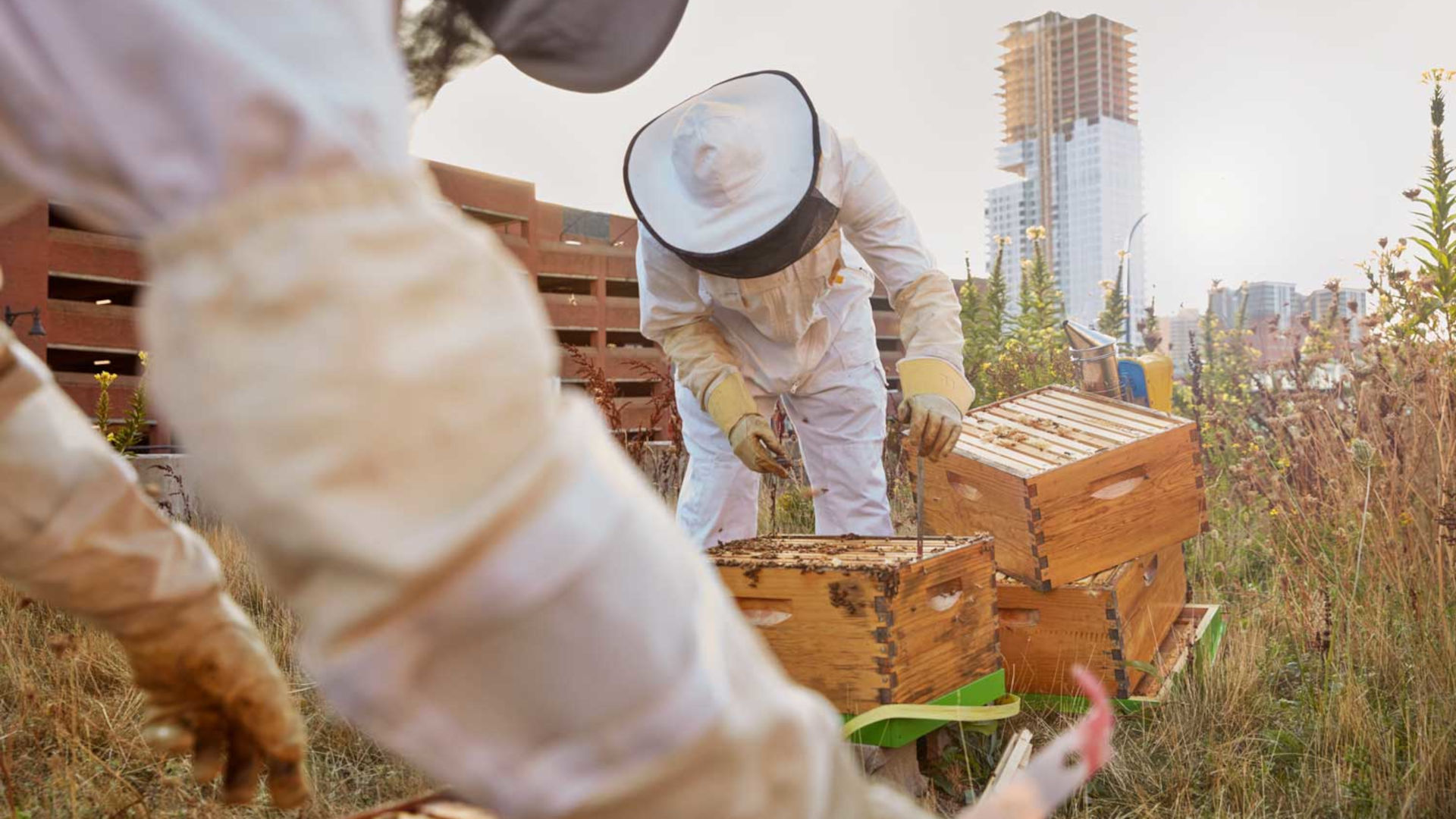 The Best Bees Company helped install beehives on Boston's Rose F. Kennedy Greenway. Here, beekeepers tend to the buzzing hives.