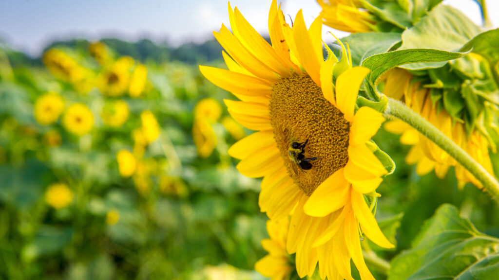 a sunflower field in maryland, a bumblebee lands on a sunflower
