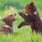 two bear cubs play fighting