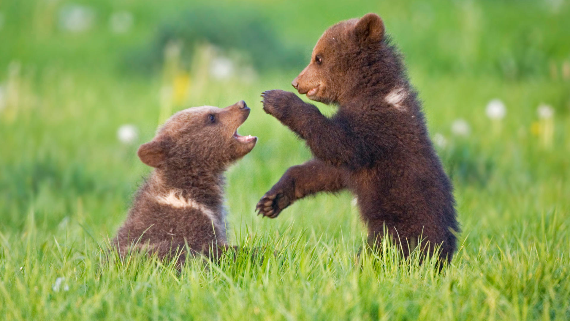 two bear cubs play fighting