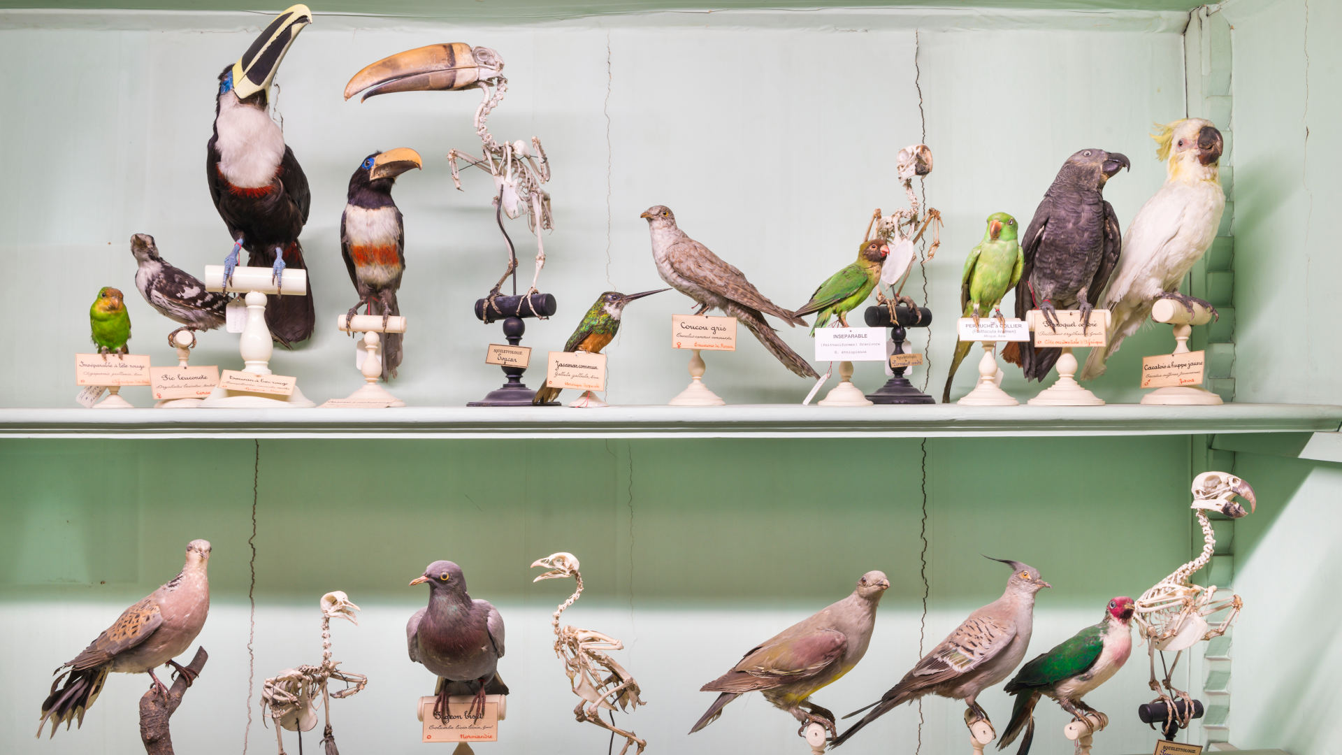 A bird showcase at the Museum of Natural History in Rouen, France.