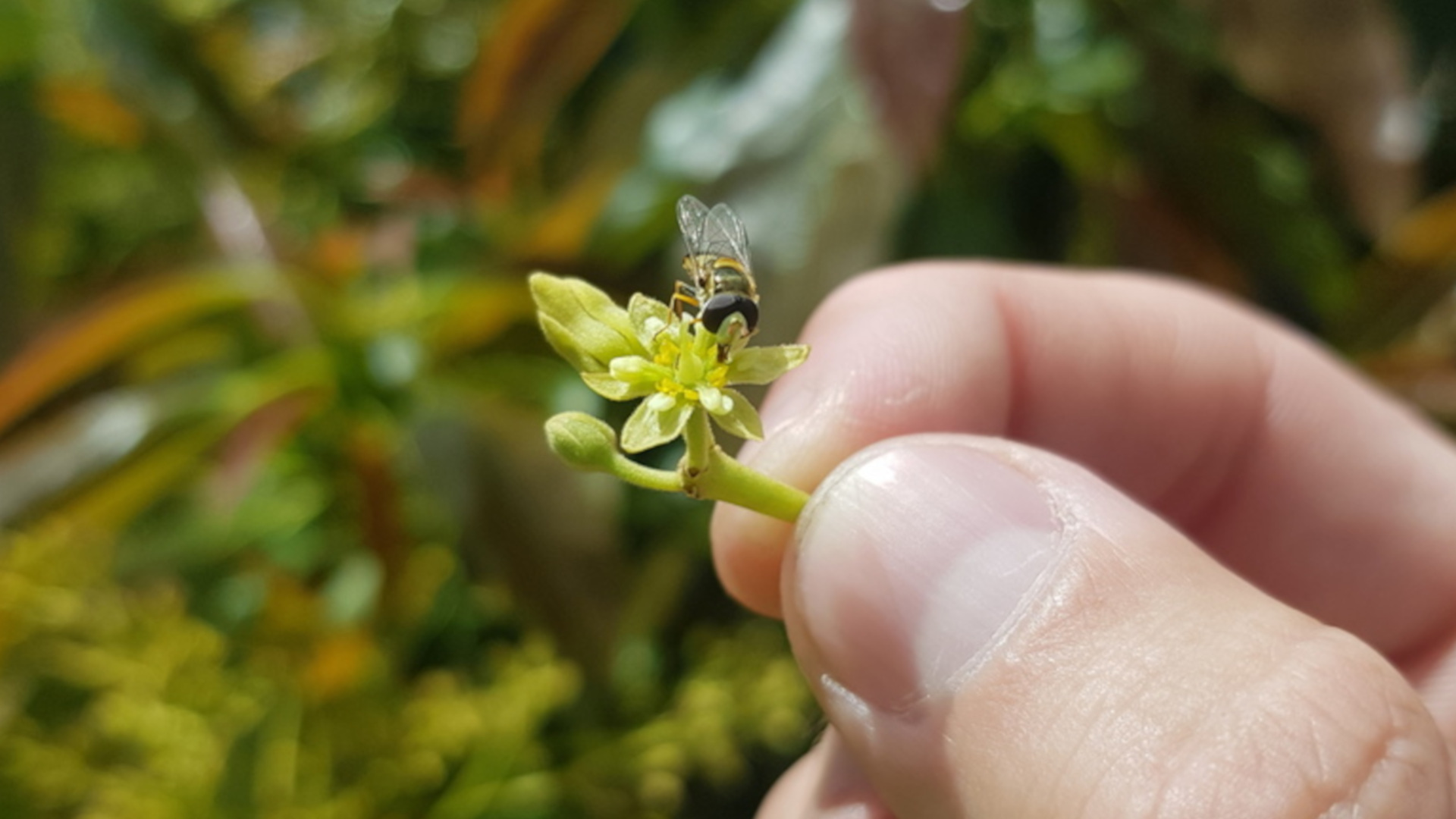 A hoverfly sits on an avocado flower in southwest Australia.