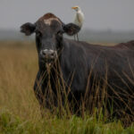 cow with a bird perched on its back