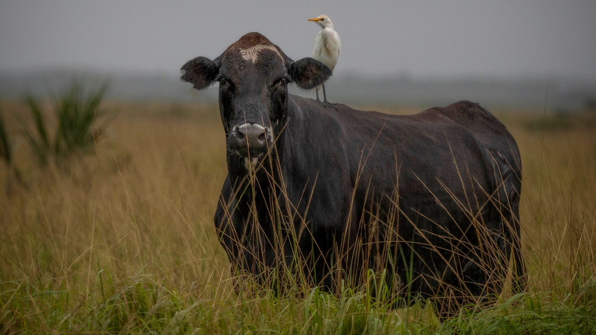 cow with a bird perched on its back