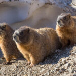 Yellow-bellied marmots in the Rocky Mountains of Colorado.