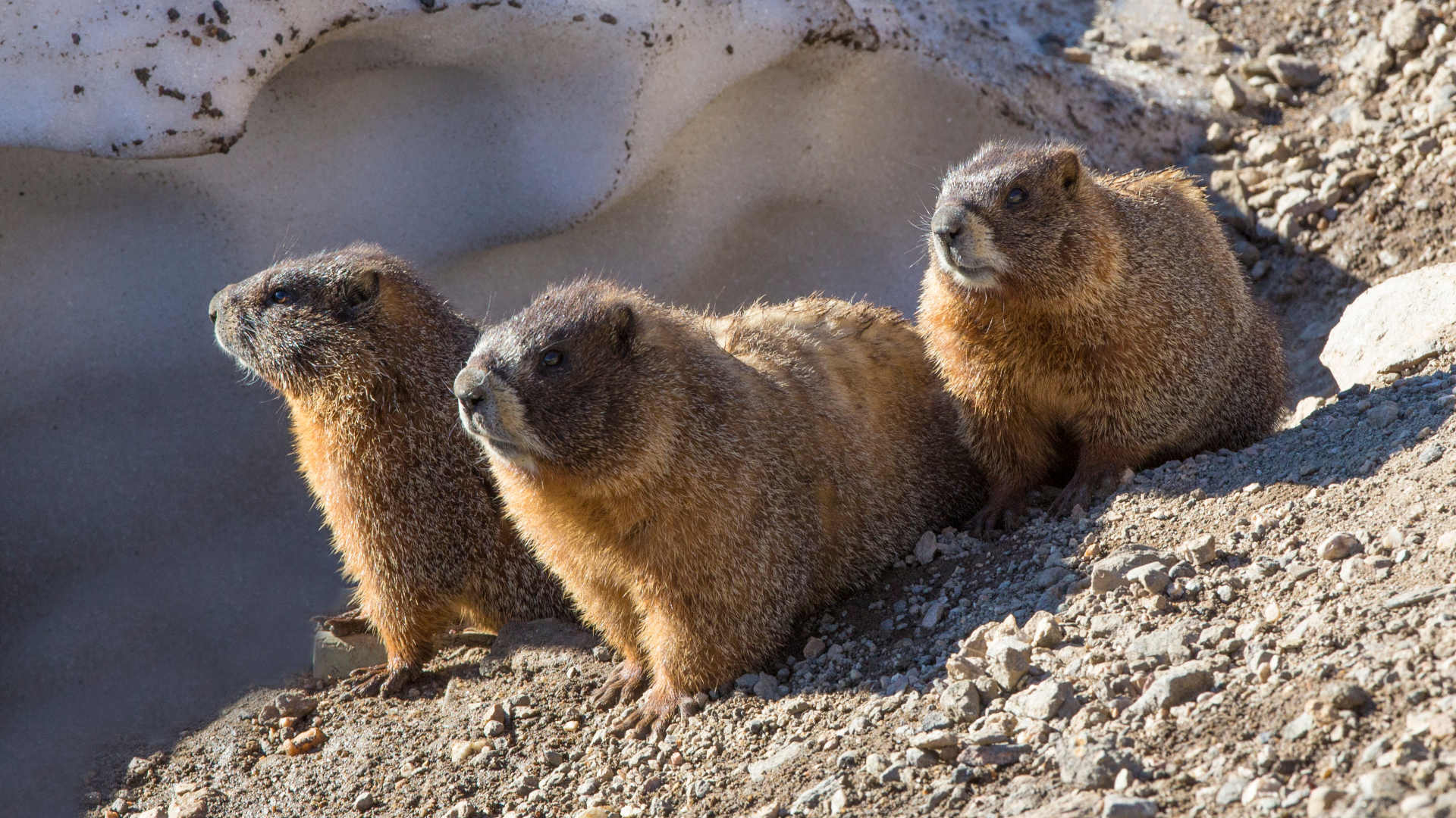 Yellow-bellied marmots in the Rocky Mountains of Colorado.