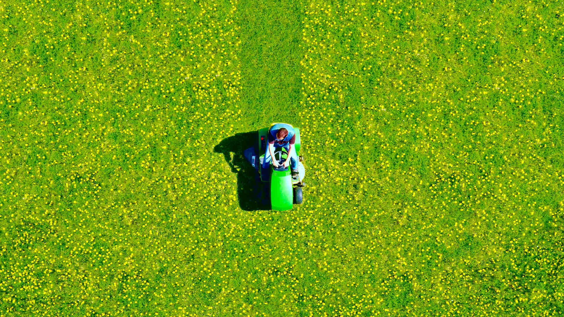 Man mowing green field of dandelions, aerial view