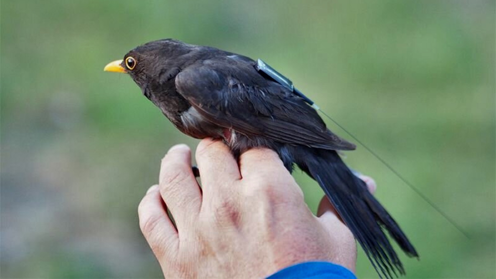 An ICARUS tag on a blackbird.