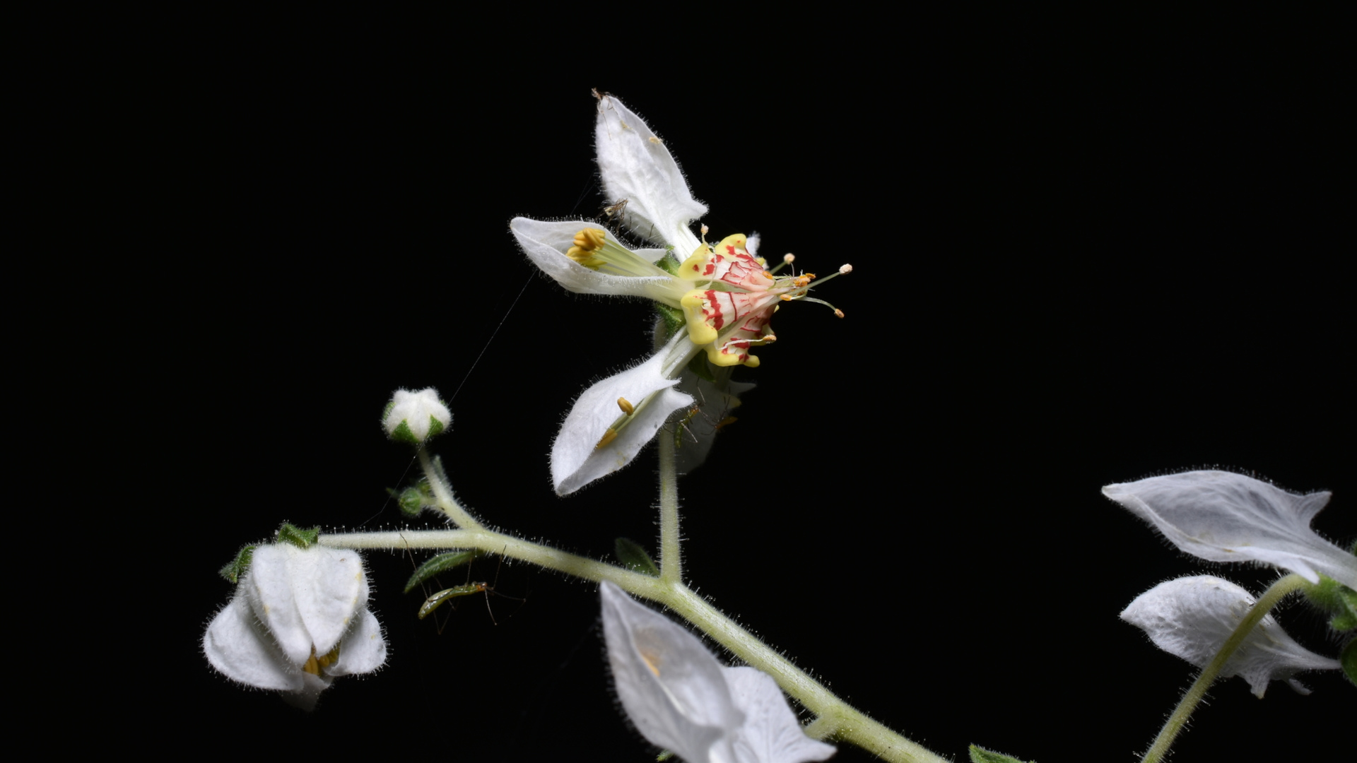 A plant in the nettle family, Nasa poissoniana, can anticipate when a pollinator will visit its flowers, based on past time intervals between visits, and will raise its pollen-bearing stamen.