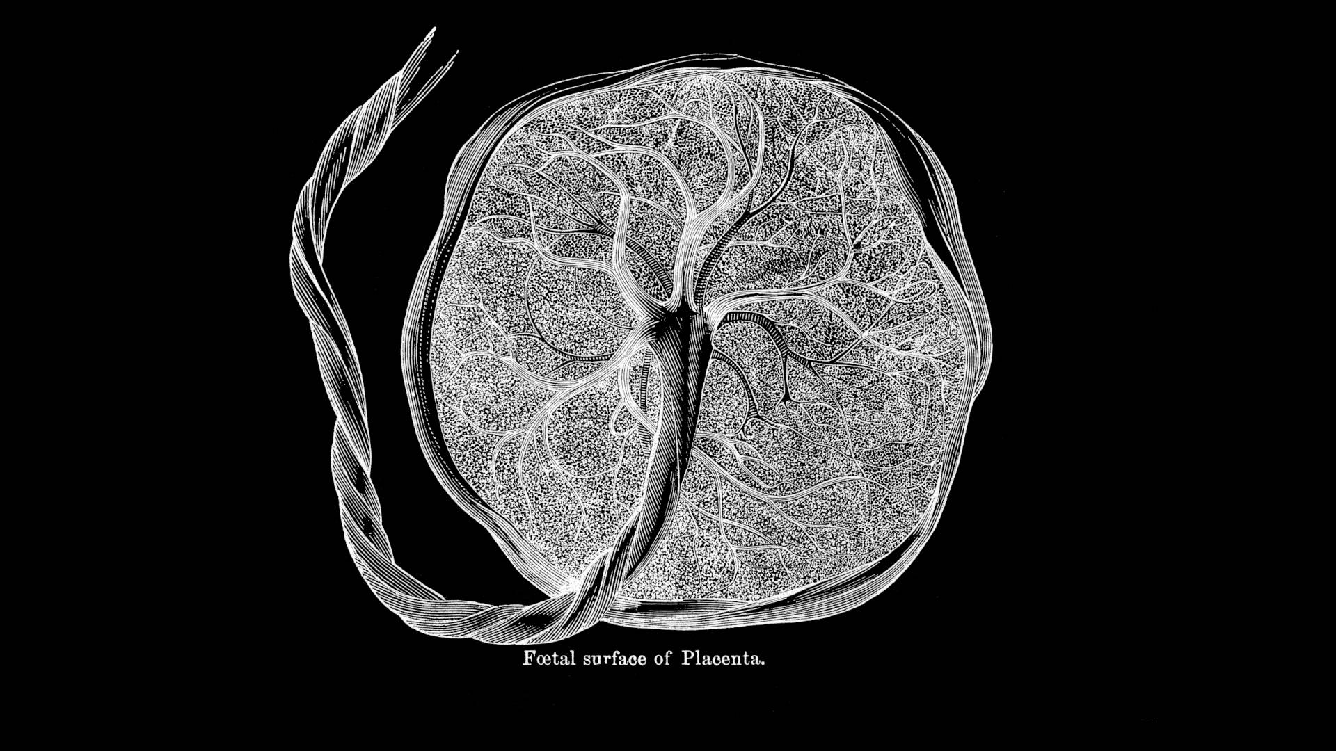 Antique illustration of the placenta.