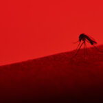 macro of mosquito sucking blood isolated on red