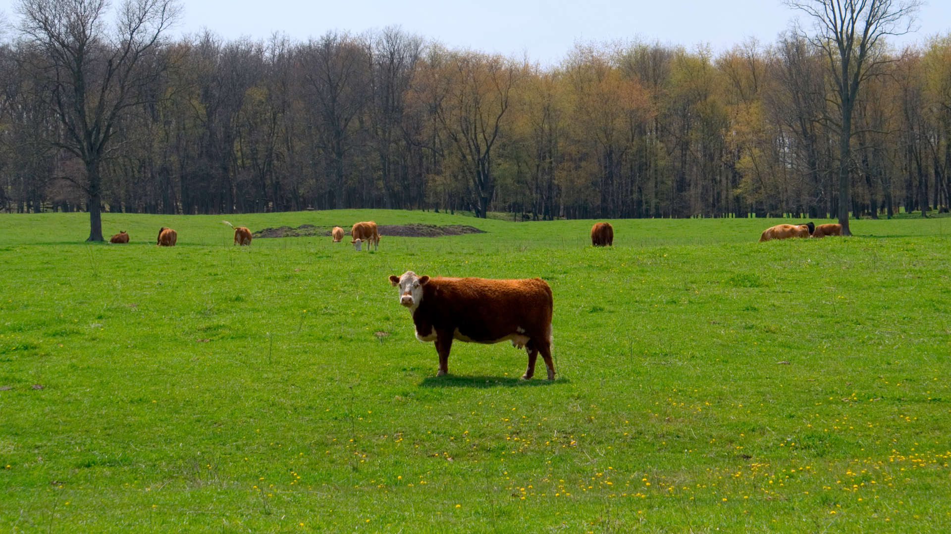 Cows in a grassy green field.