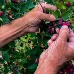 Tanned hands picking berries on tree in the garden.