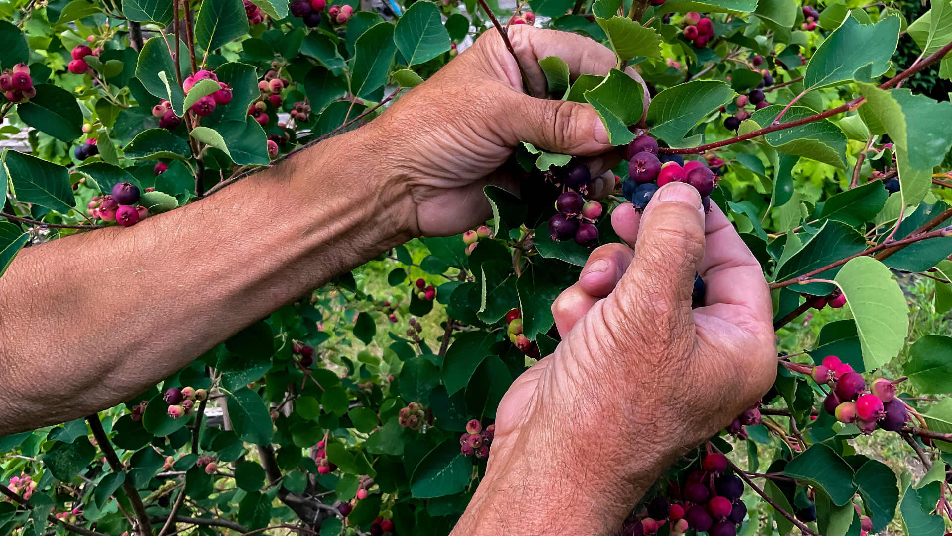 Tanned hands picking berries on tree in the garden.