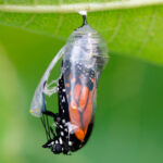 Monarch butterfly emerging from its cocoon.