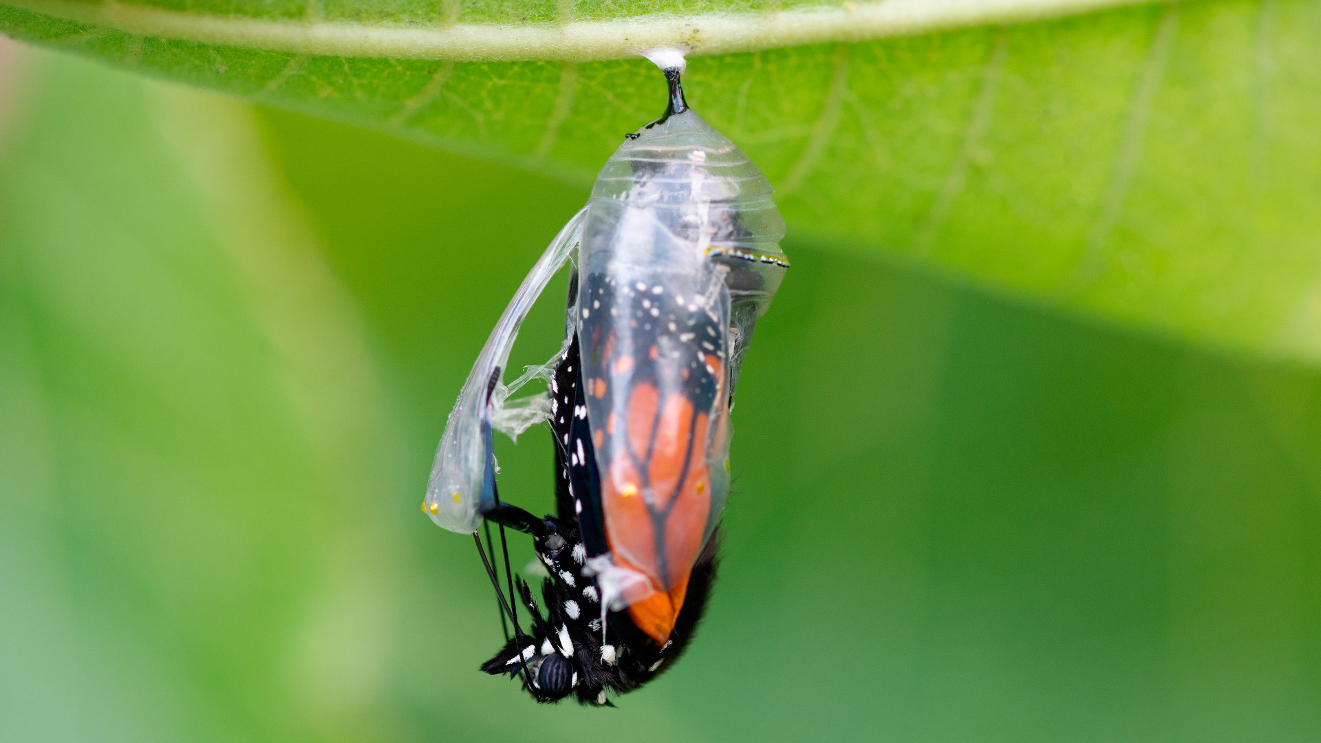 Monarch butterfly emerging from its cocoon.