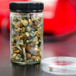 Dried Psilocybe mushrooms in a glass jar. Photographer: James MacDonald/Bloomberg