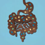 The Human Gut Microbiota - Microorganisms that Live in the Human Gastrointestinal Tract - Conceptual Illustration