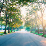 Empty treelined suburban street in morning light
