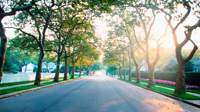 Empty treelined suburban street in morning light