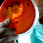 a person wearing glasses and a mask looks at a petri dish filled with a red translucent material