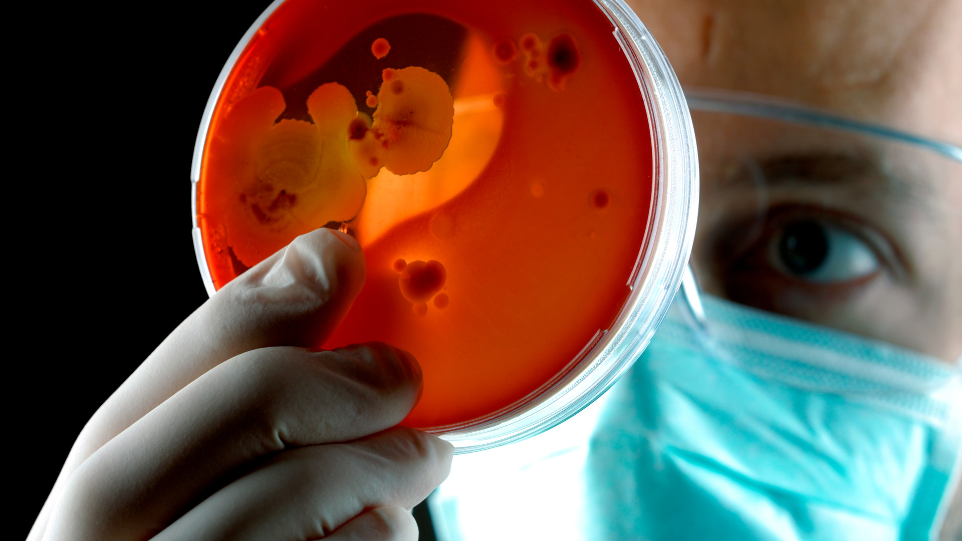 a person wearing glasses and a mask looks at a petri dish filled with a red translucent material