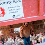 a flock of turkeys being tended to in their barn. a sign that says "biosecurity area" sits in the top of the frame