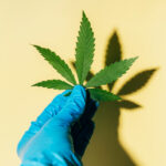 Gloved hand holding fresh cannabis leaf against yellow background. Hard light