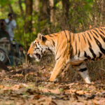 a tiger walks in front of a safari truck