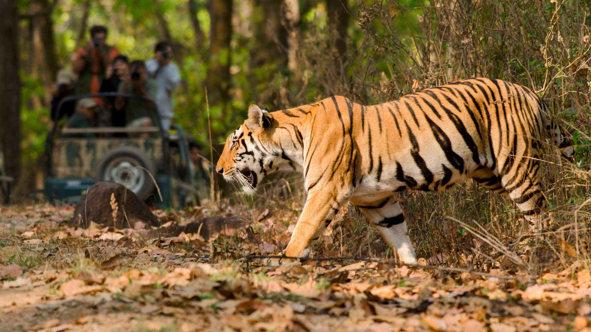 When ‘Coexistence’ Is Co-Opted in Conservation Practice