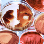 Researcher examining cultures in petri dishes, close-up, low angle view
