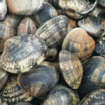 a pile of clams