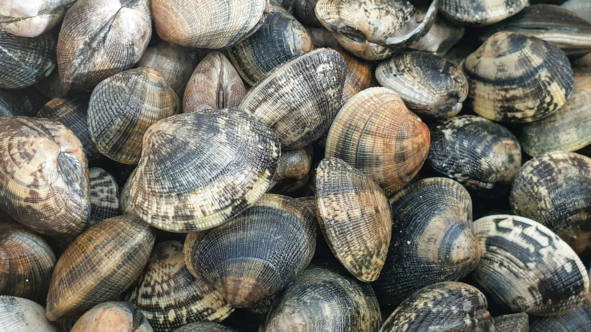 a pile of clams