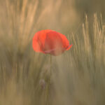 a red poppy flower in a field of light brown grasses