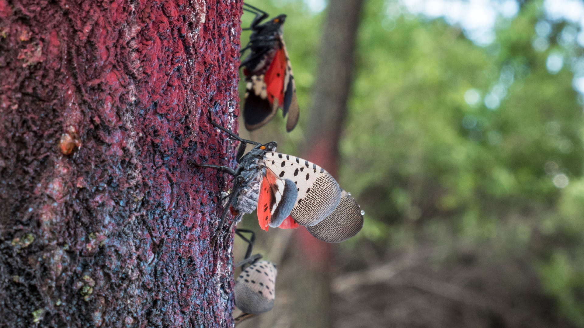 lantern flies on a tree with red spray paint