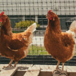 two chickens