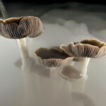 brown and white mushrooms