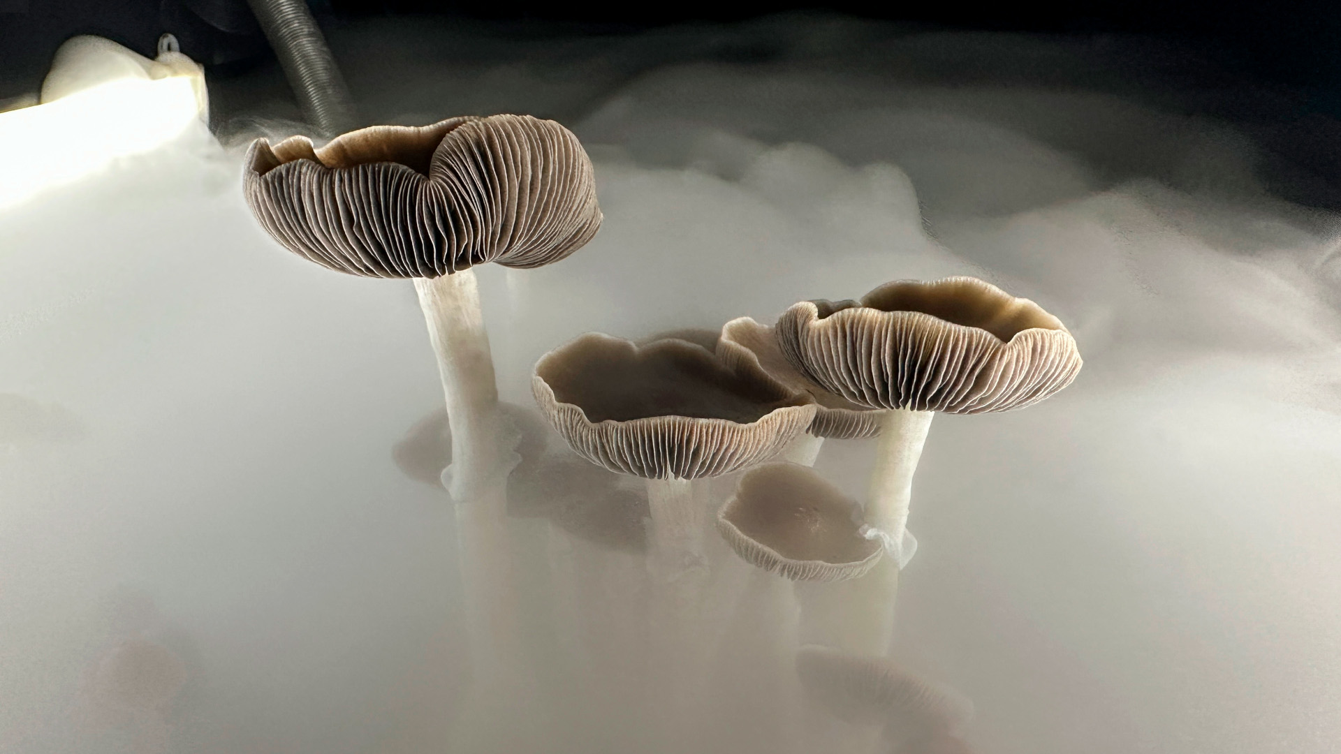 brown and white mushrooms