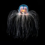 a translucent white, pink, blue, and orange jellyfish on a black background