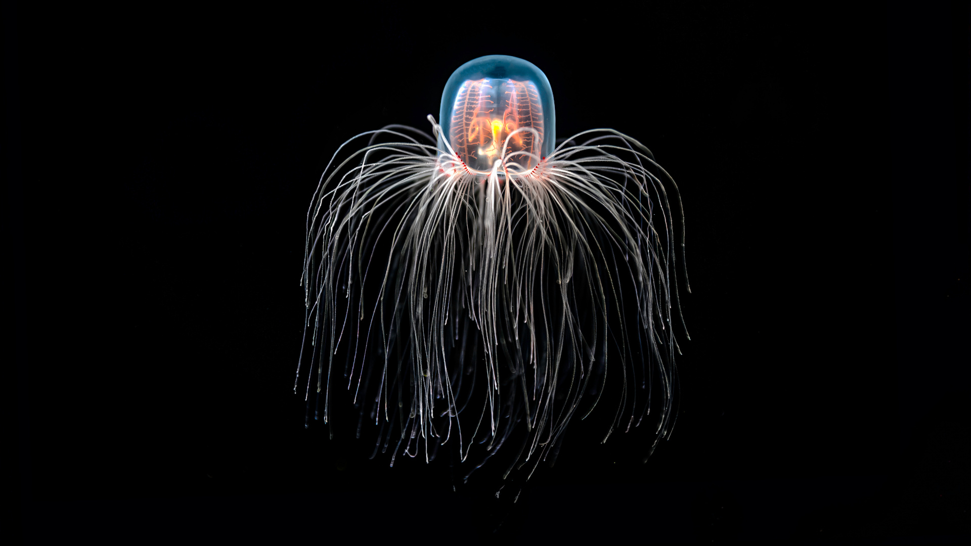 a translucent white, pink, blue, and orange jellyfish on a black background