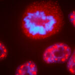 red cells with blue inside