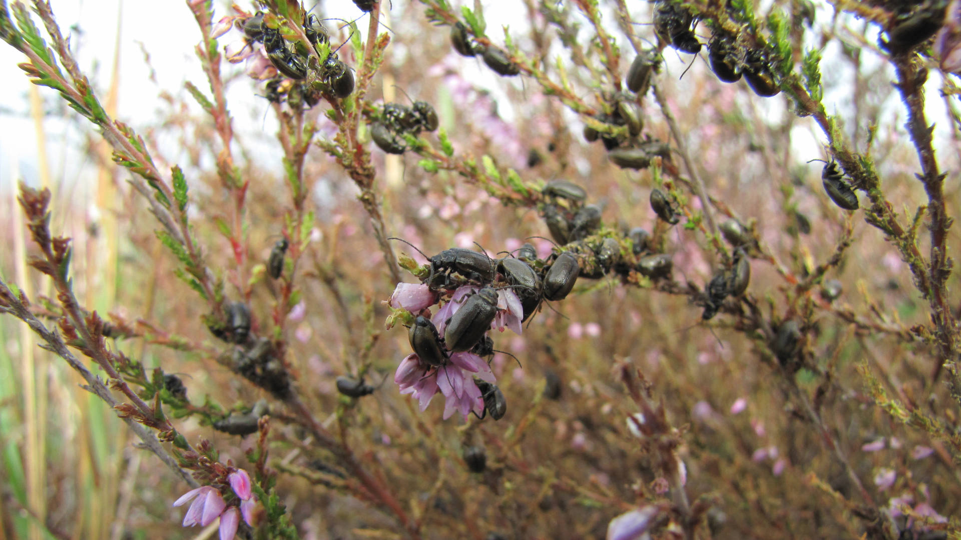 Is It Time for a New Era in Invasive Species Control?