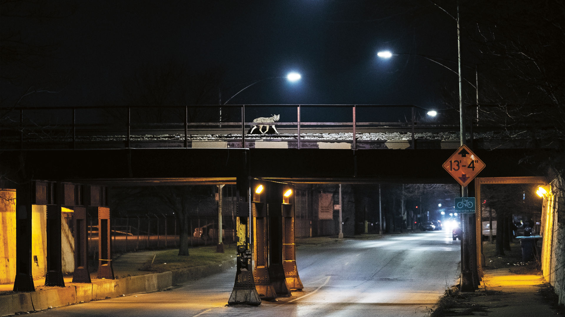 a coyote runs across a train bridge at night