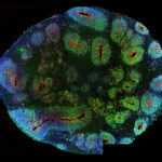 an oval filled with colorful cellular structures on a black background