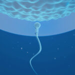 a single sperm approaches an egg; blue background