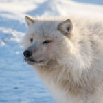 a white wolf with snow in background