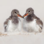 two fuzzy brown and white bird chicks with long orange beaks